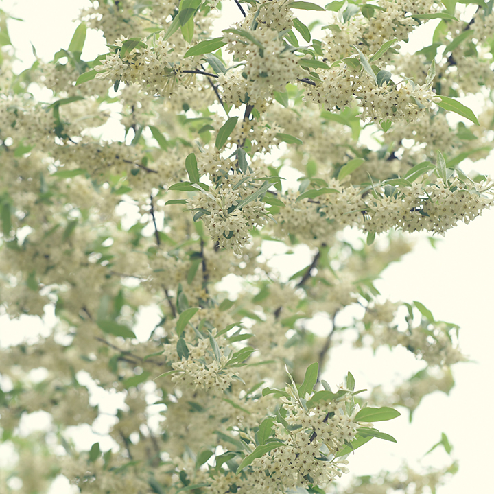 Eleagnus umbellata – Autumn Olive